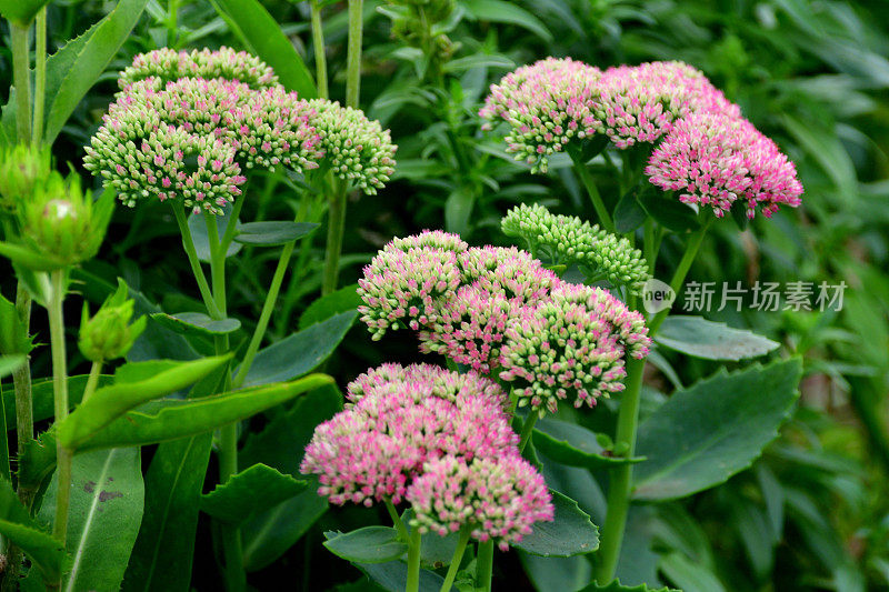 Hylotelephium spectabile / Hylotelephium / Showy stoneccrop / Live-forever / Ice plant